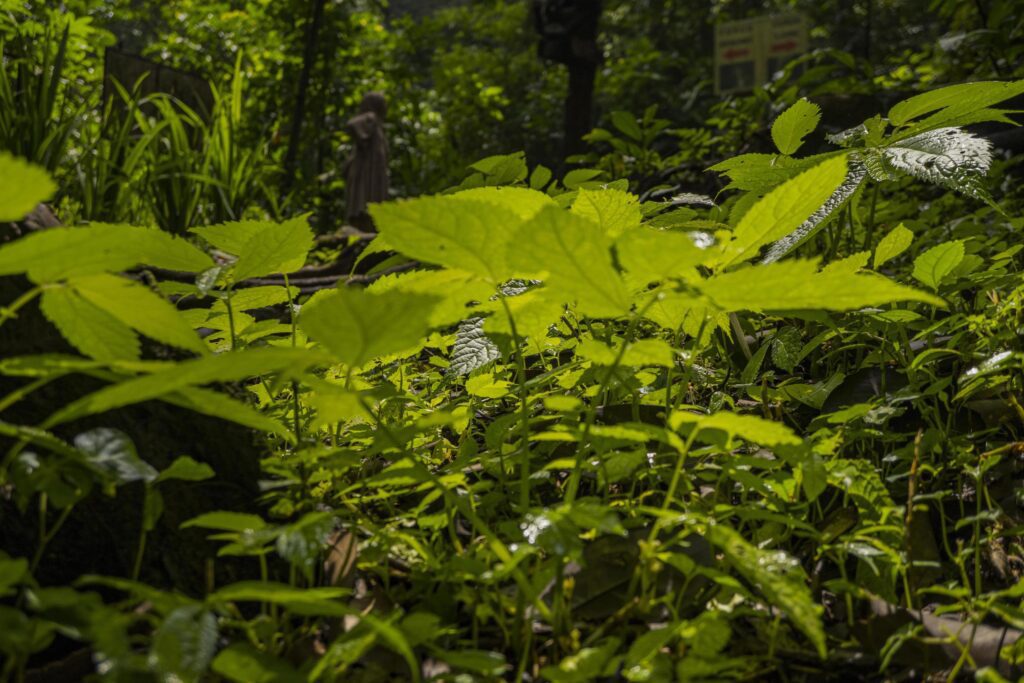 Close up of green leave background on rainforest. Photo is suitable to use for nature background, botanical poster and nature content media. Stock Free