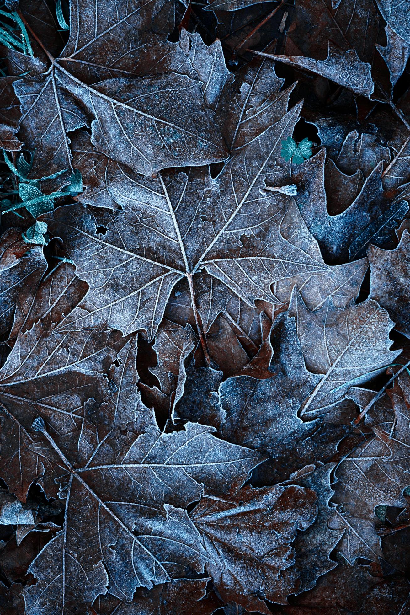 frozen leaves in the nature in winter season Stock Free