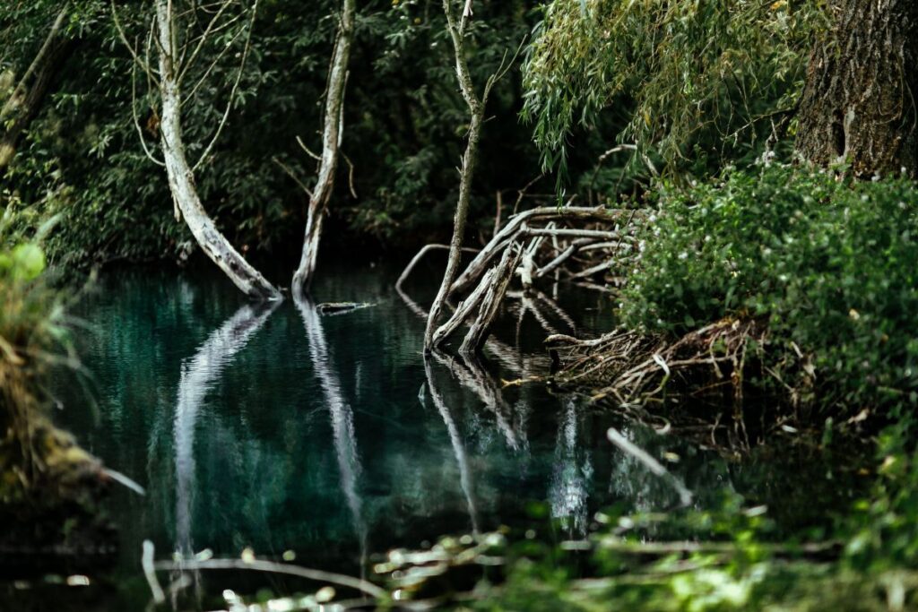 River reflection in the middle of the forest Stock Free