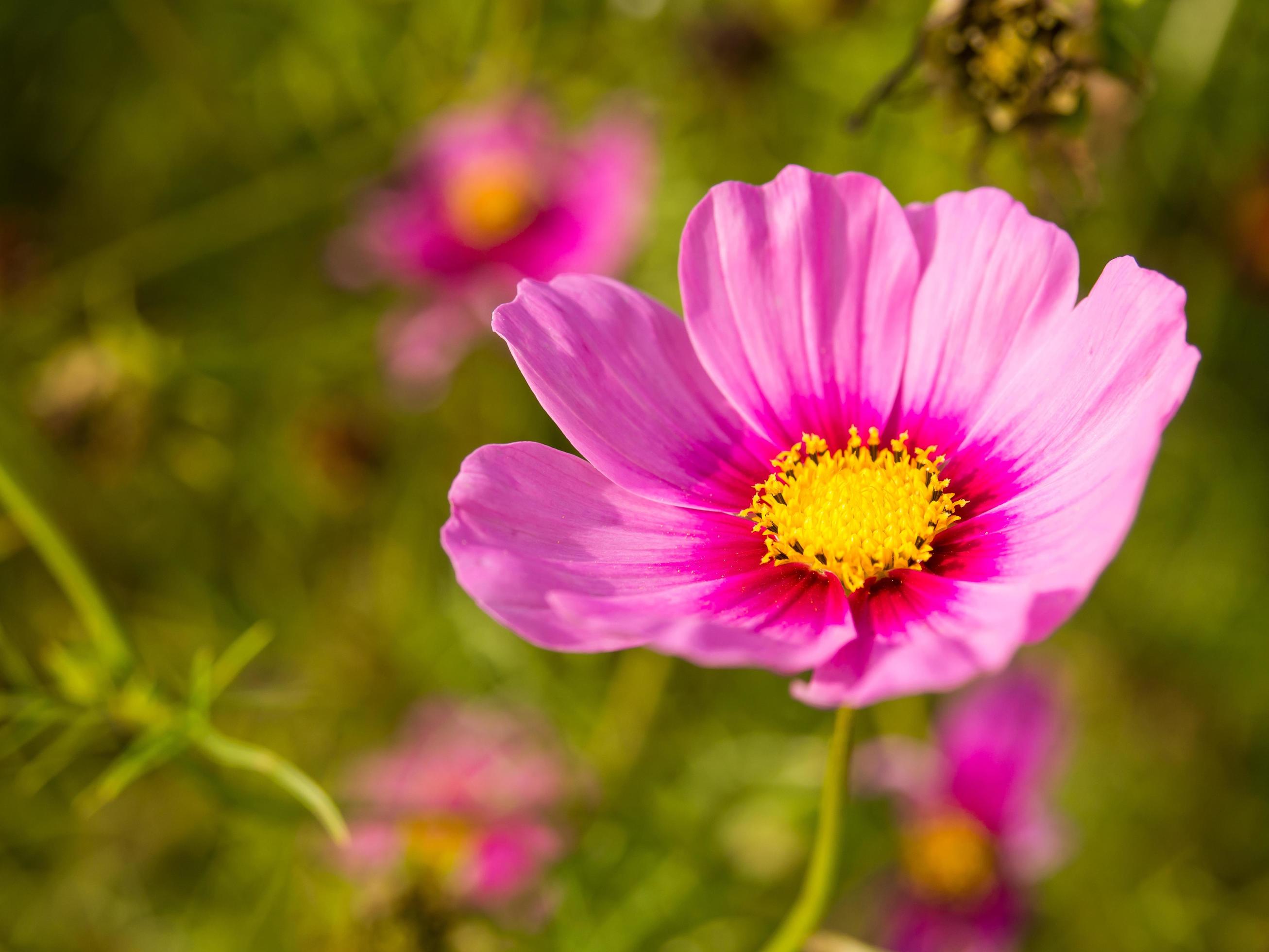 Pink moss flowers under cloudy blue sky Stock Free