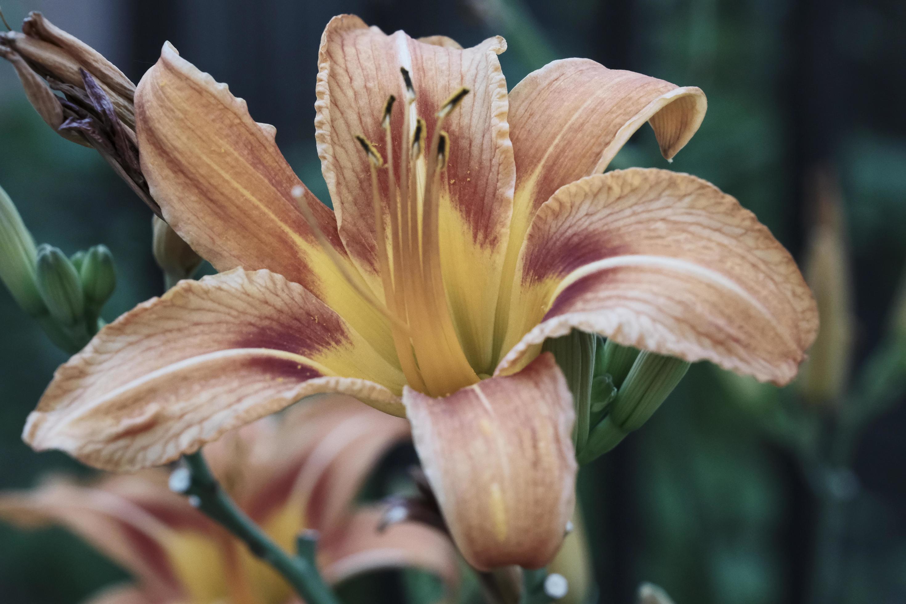 blooming tiger lily flower close-up in the summer garden outdoors Stock Free