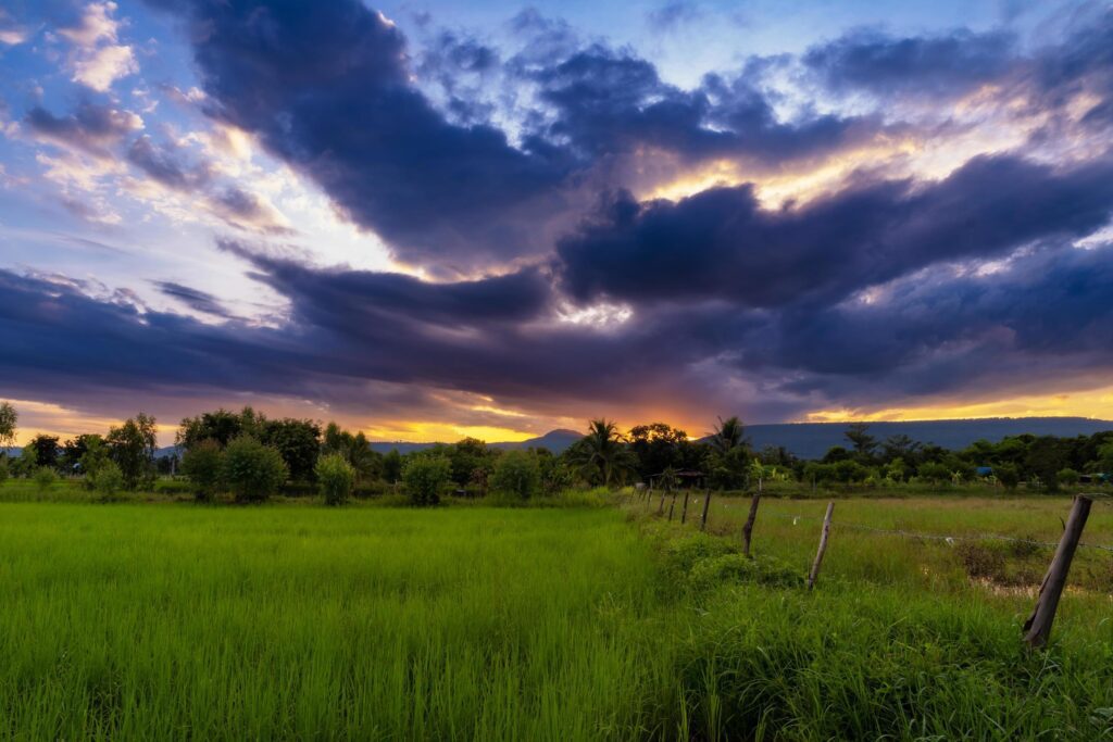 Natural scenic rice field and sunset in thailand Stock Free