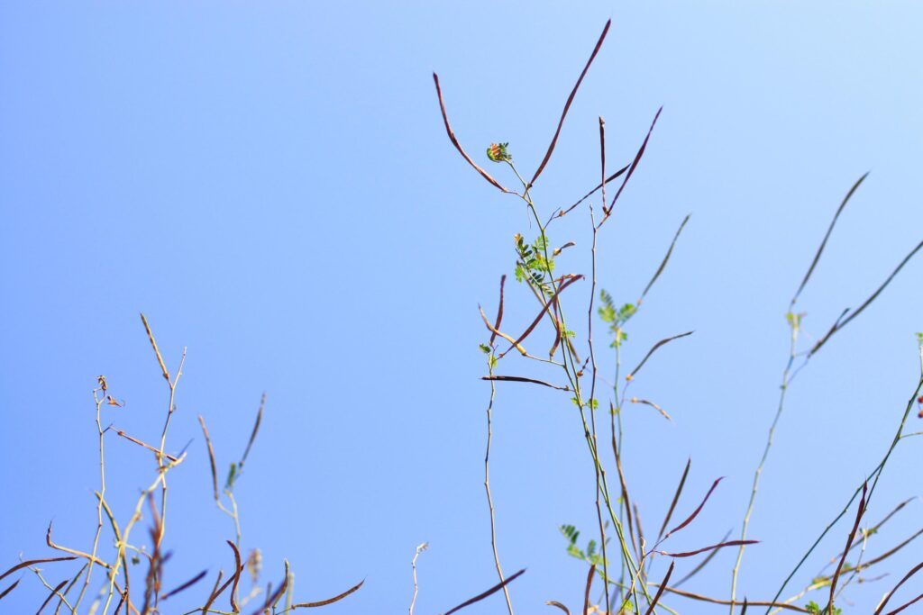 Dry tree Branch on blue sky with natural sunlight in Summer season Stock Free