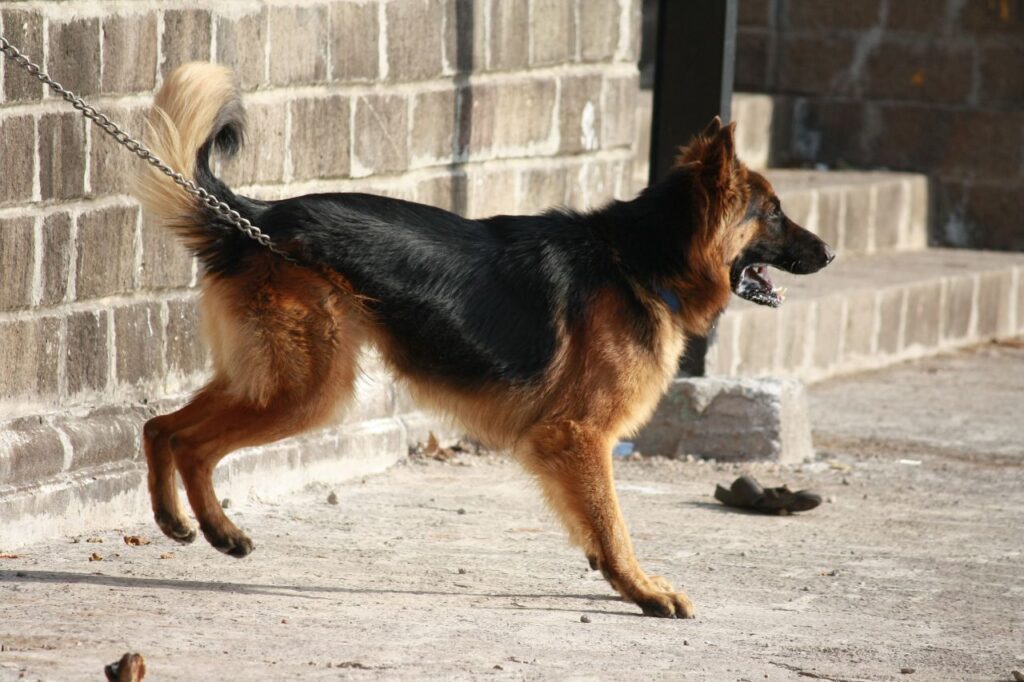 German Shephard Dog Breed Stock Free