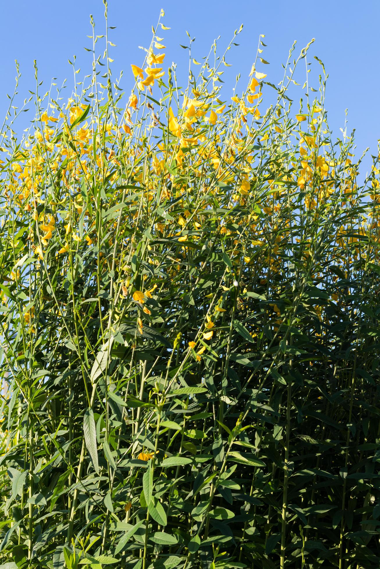 Crotalaria flower against the sky. Stock Free