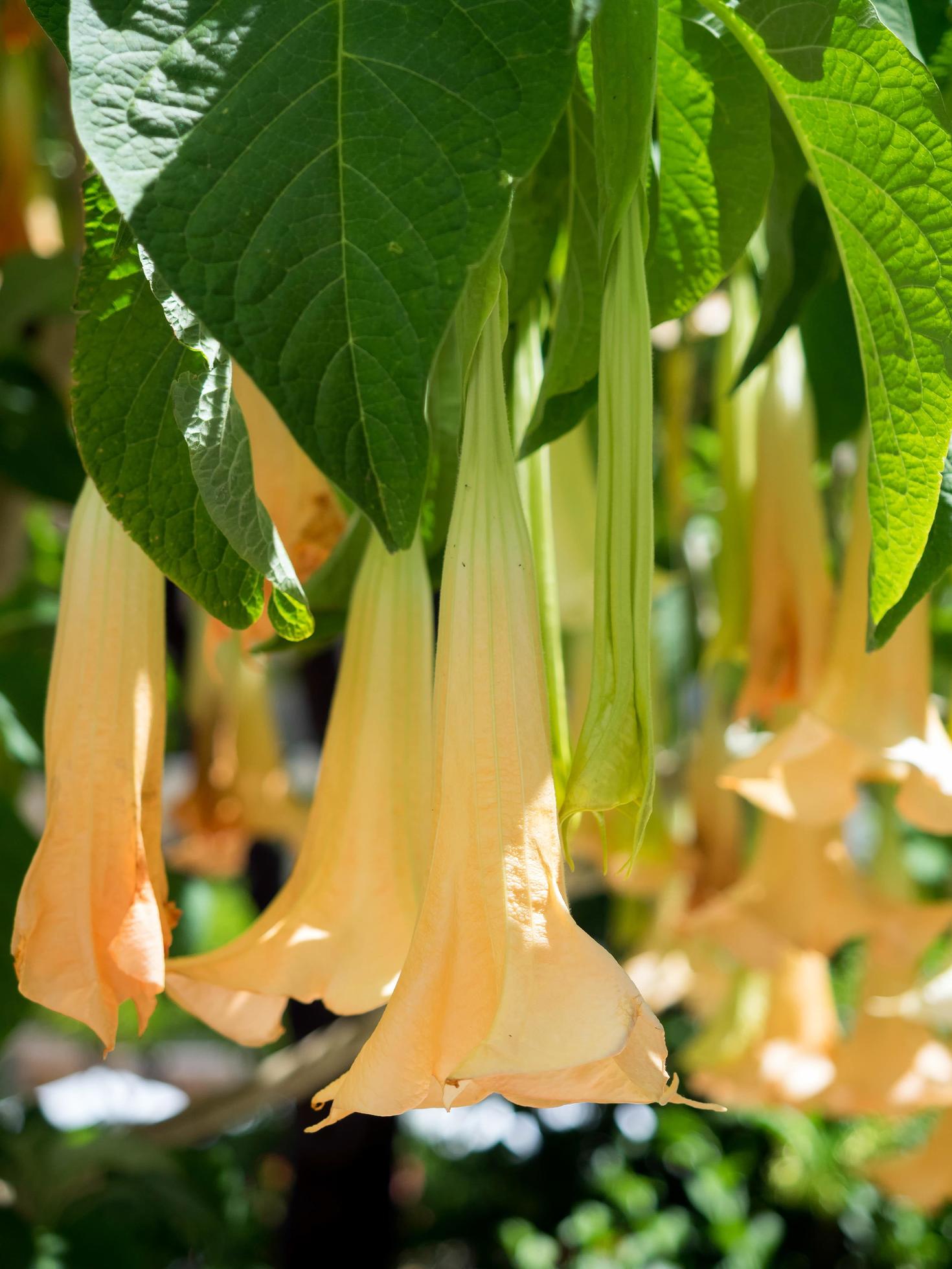 Brugmansia flowering in Estepona Stock Free