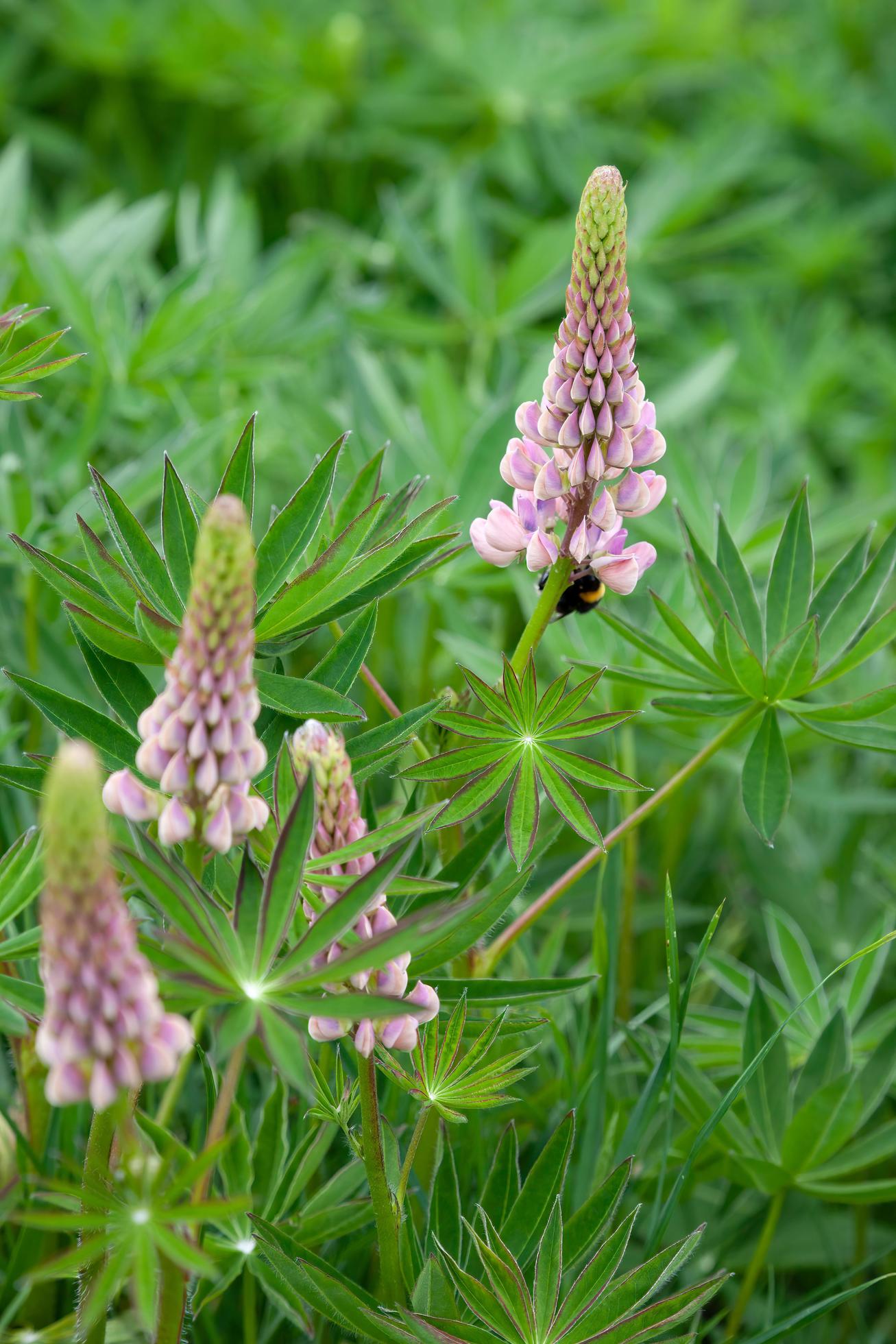 Wild Lupins flowering by a river in Scotalnd Stock Free