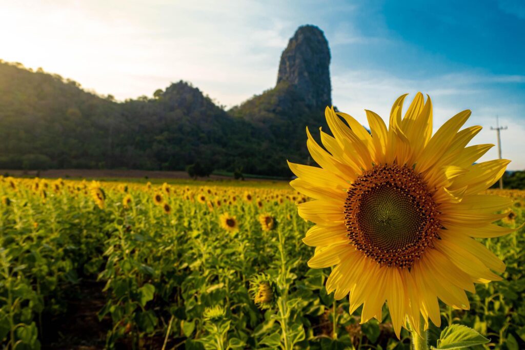 At sunset, a summer sunflower meadow in Lopburi, Thailand, with a mountain background. Stock Free