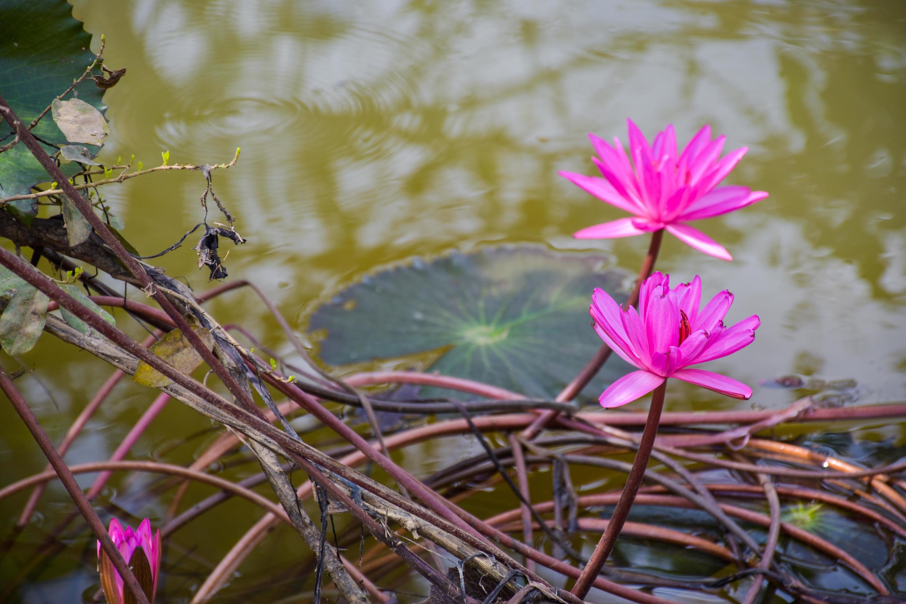 pink lotus blooming in water Thai garden beauty nature Stock Free