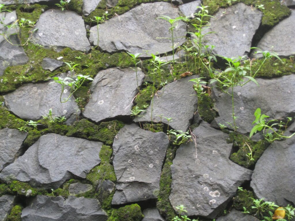 Stone Wall Texture Moss Stock Free