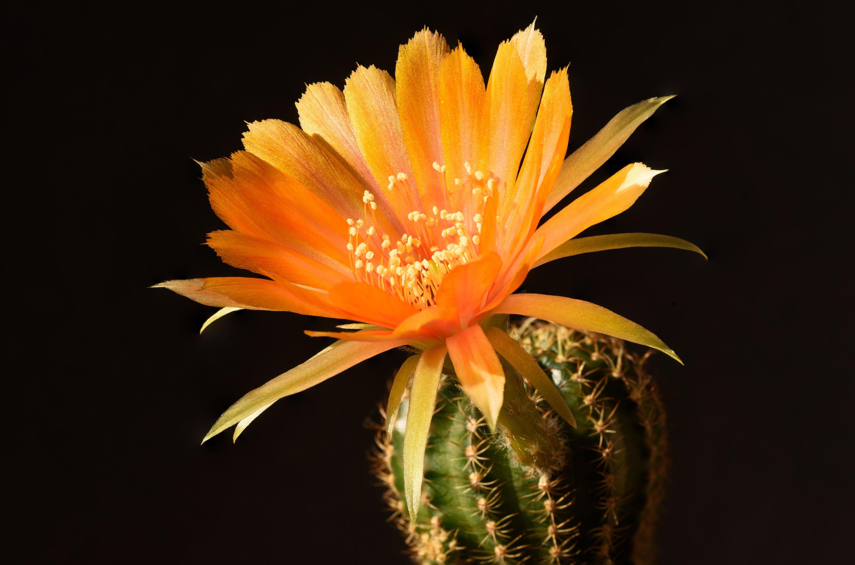 Close-up view beautiful orange lobivia cactus flower Stock Free