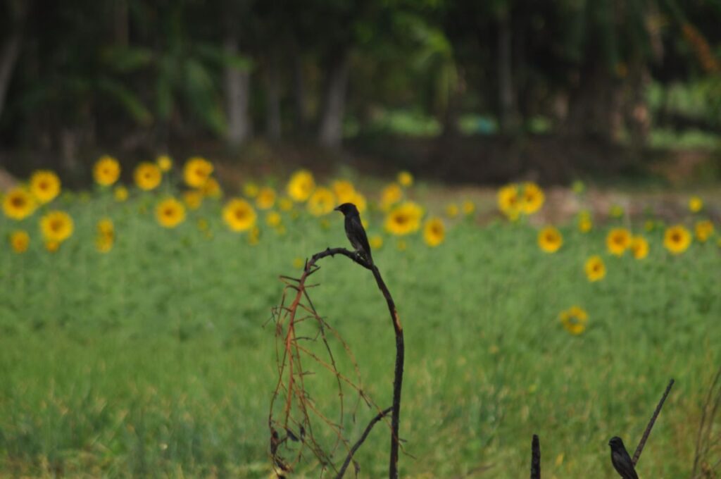 Bird In Sunflower Garden Stock Free