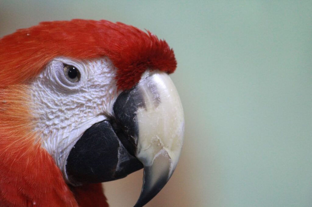 Scarlet Macaw Face Stock Free