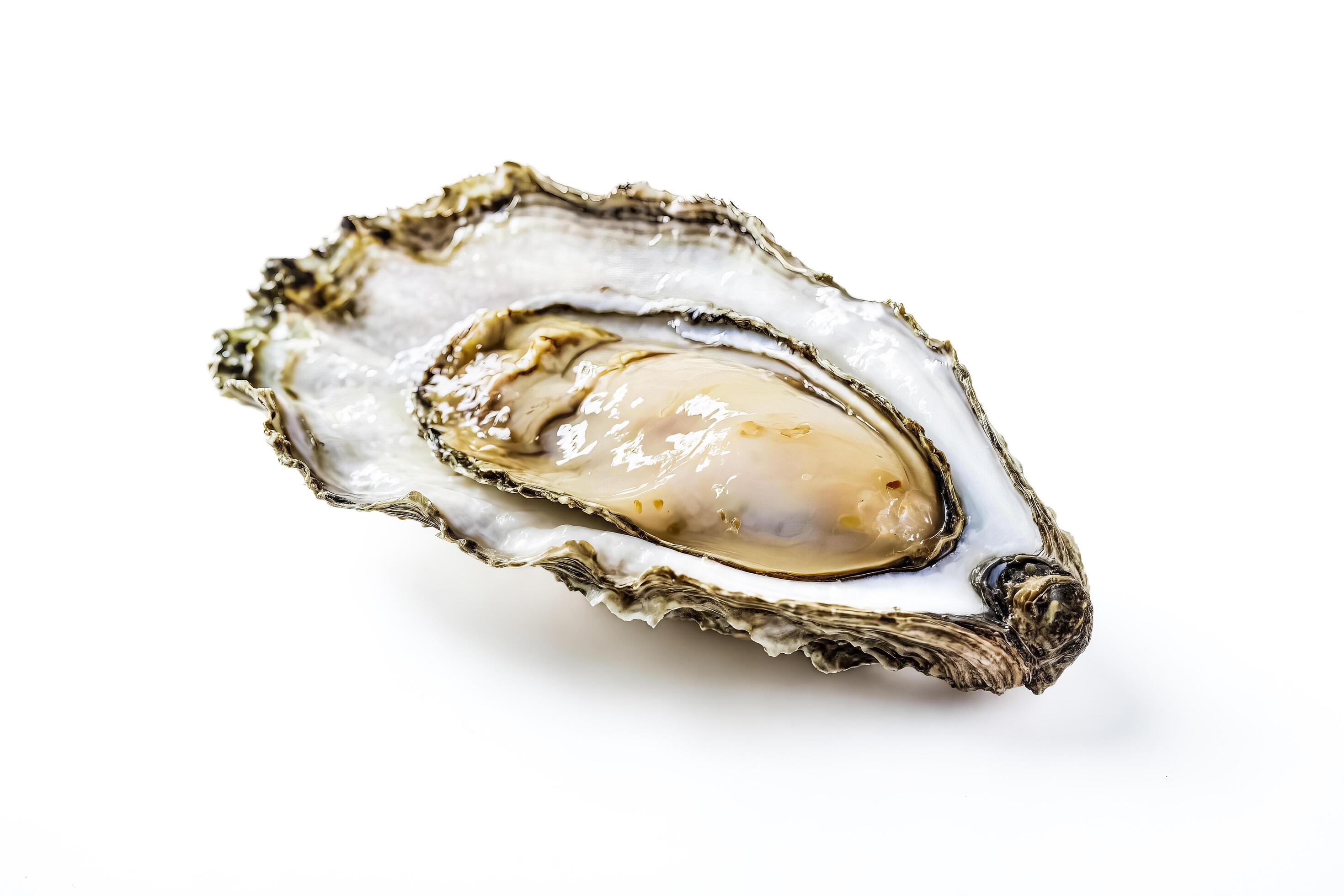 Single Fresh Oyster on White Background Stock Free