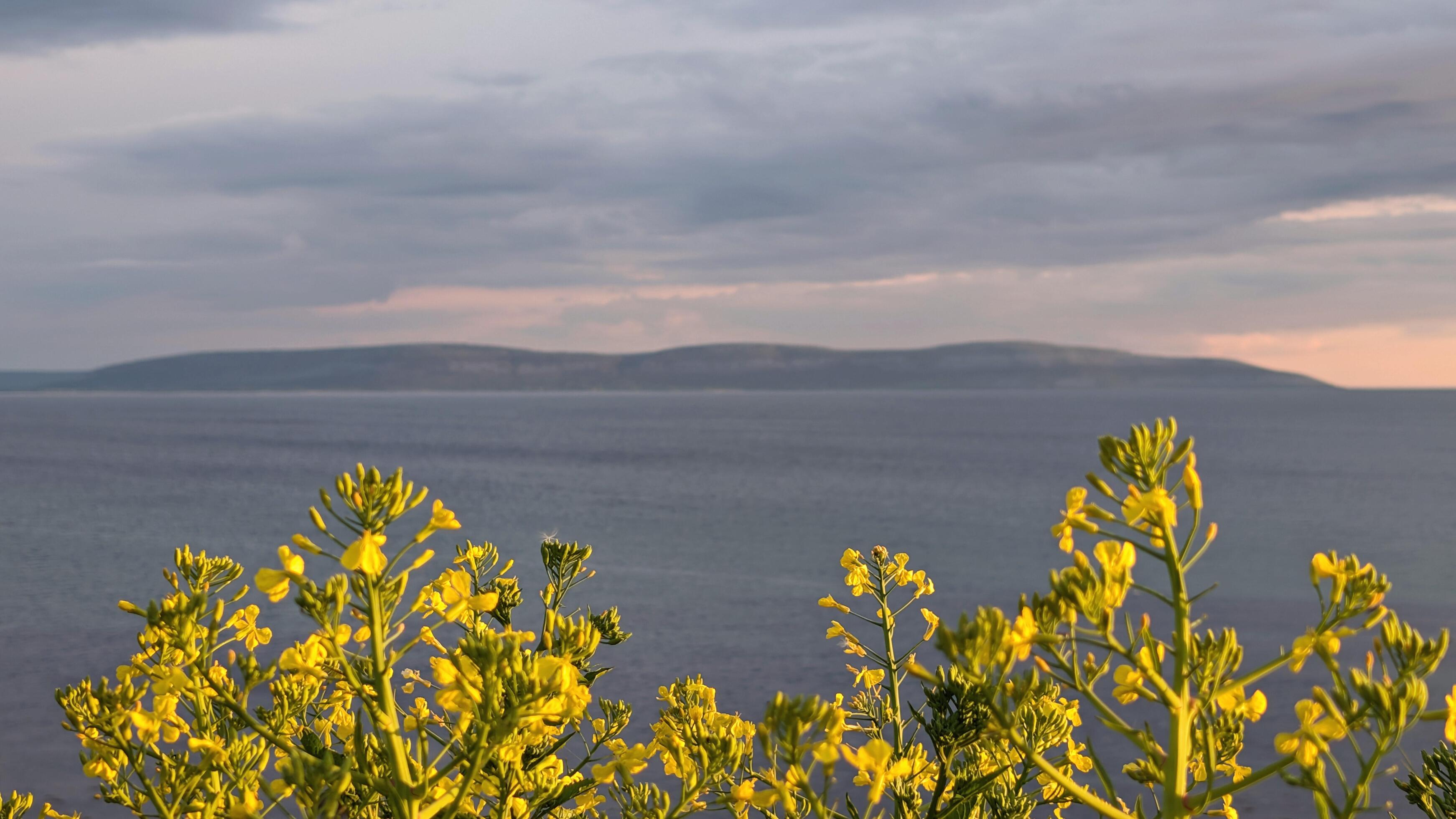 Yellow flowers, ocean and mountains blurred in background, nature template, copy space area, wild flowers Stock Free