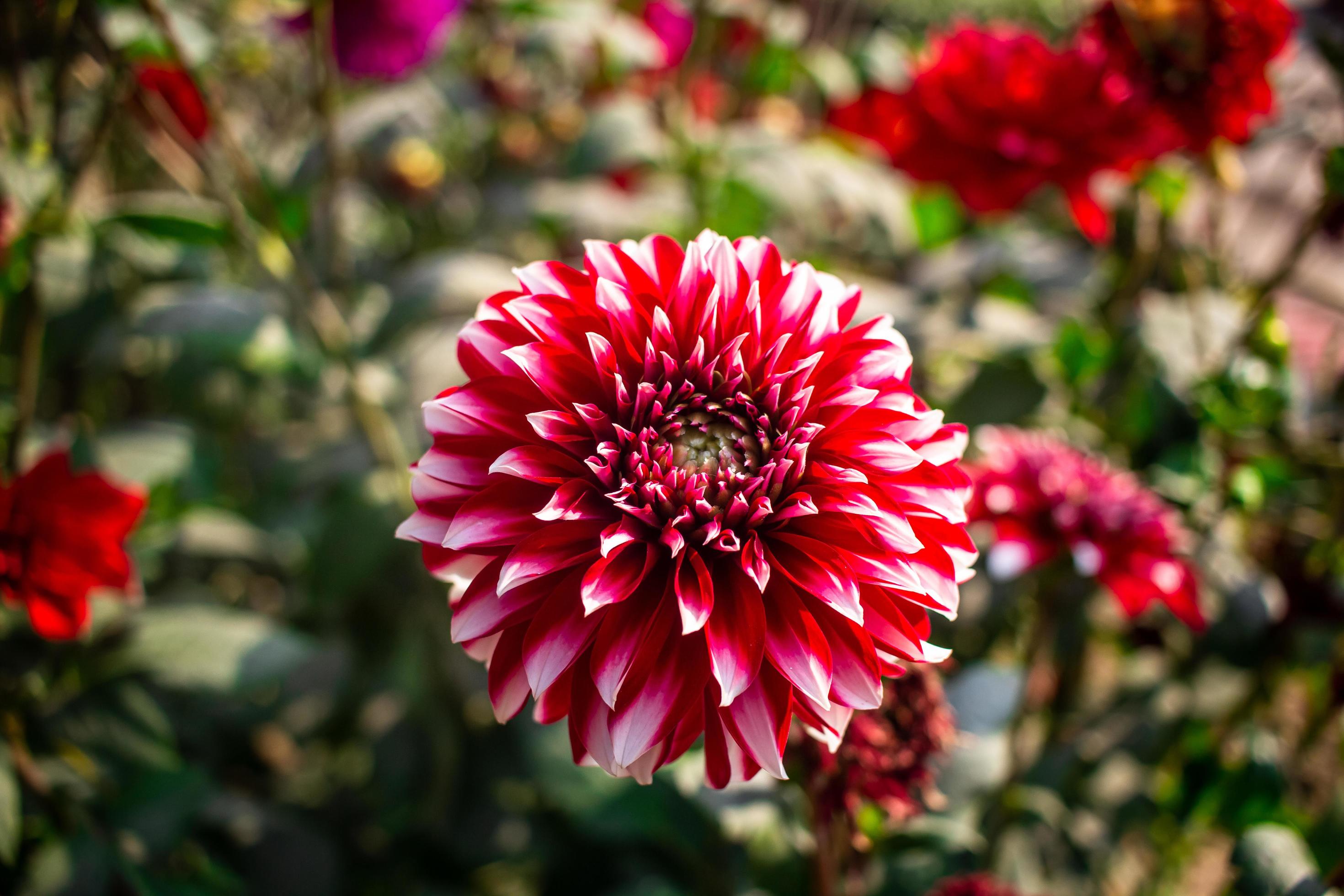 Dahlia Flower image Stock Free