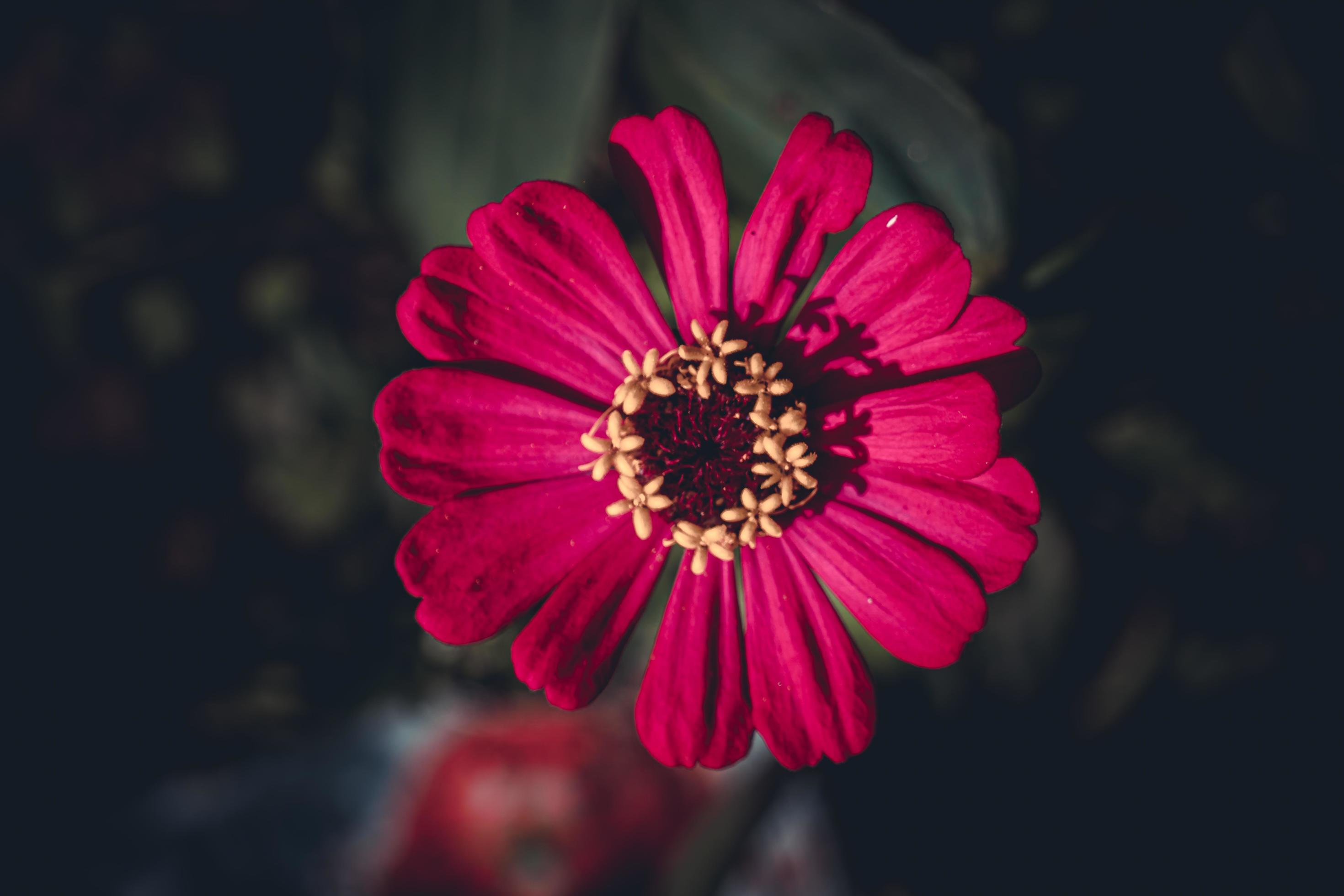 Pink Zinnia flower, Zinnia plant in the garden Stock Free