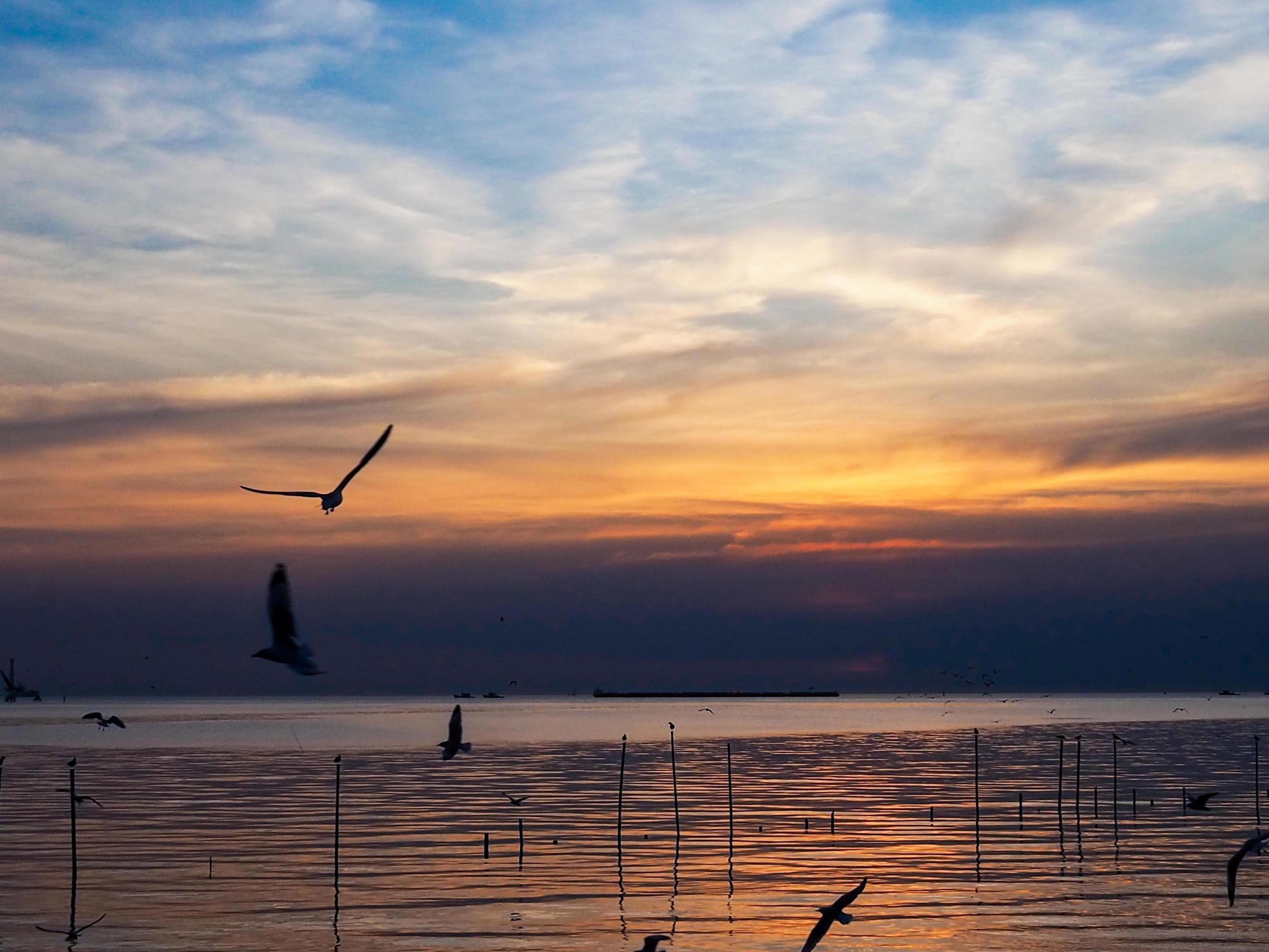 Flock of birds flies above the sea surface. Bird flying back to nest in natural sea and golden sky background during beautiful sunset. Stock Free