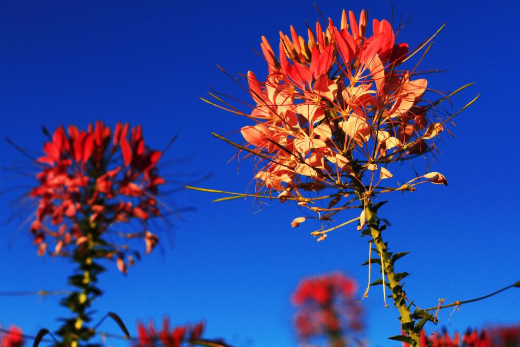 Beautiful blooming pink Cleome Spinosa Linn. or Spider flowers field with blue sky in natural sunlight. Stock Free