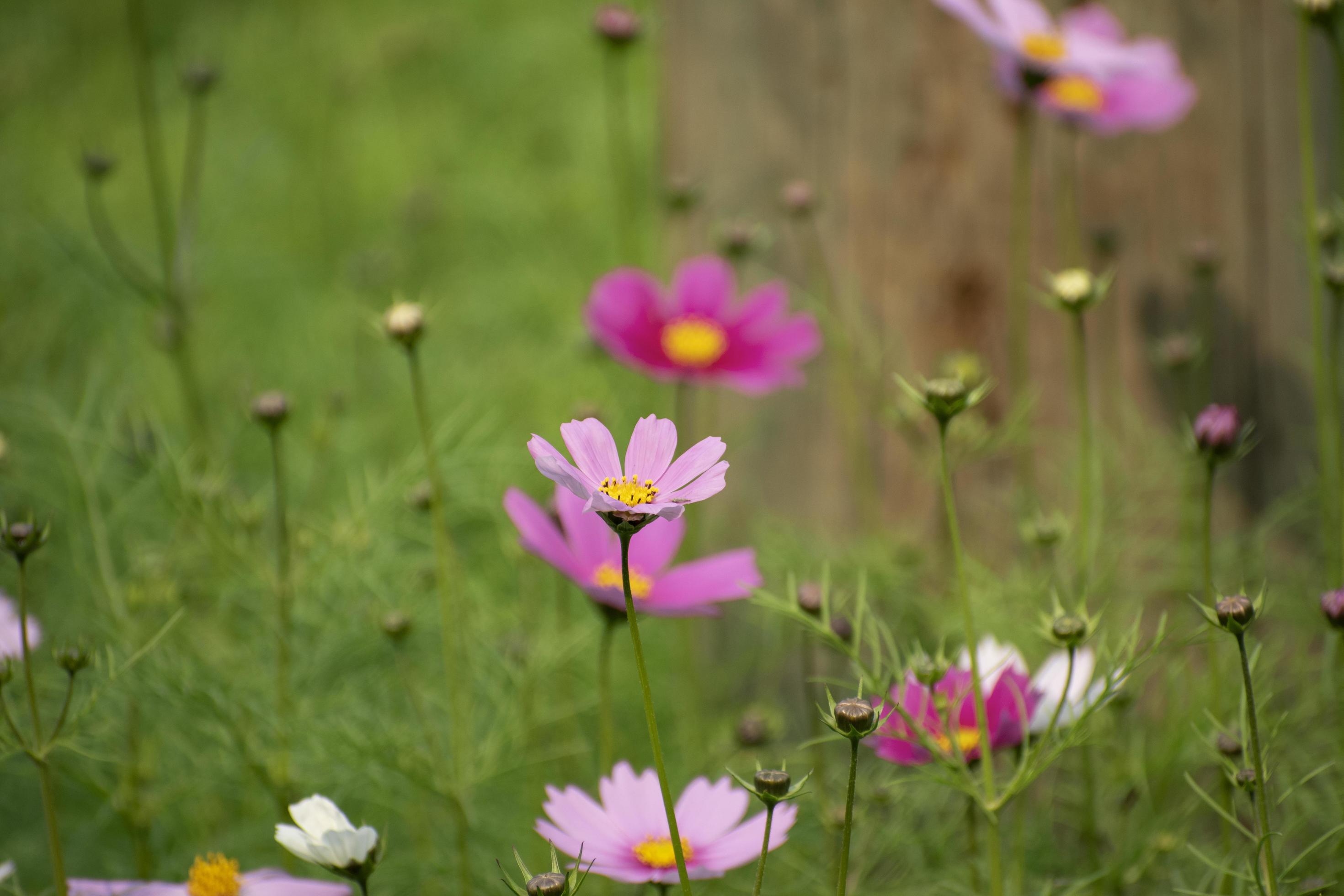 Beautiful flower in Bangladesh. Stock Free