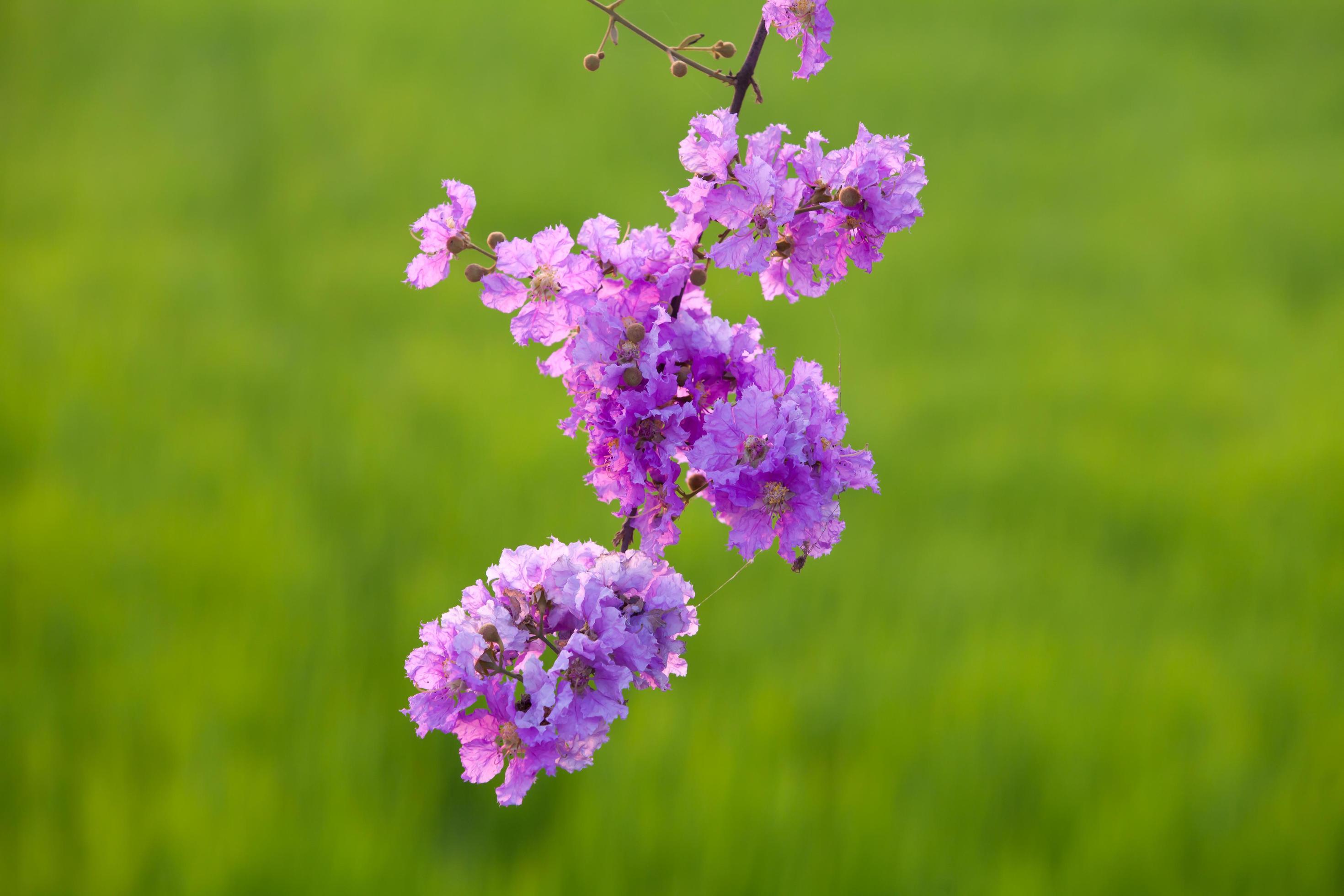 Lagerstroemia floribunda flower Stock Free