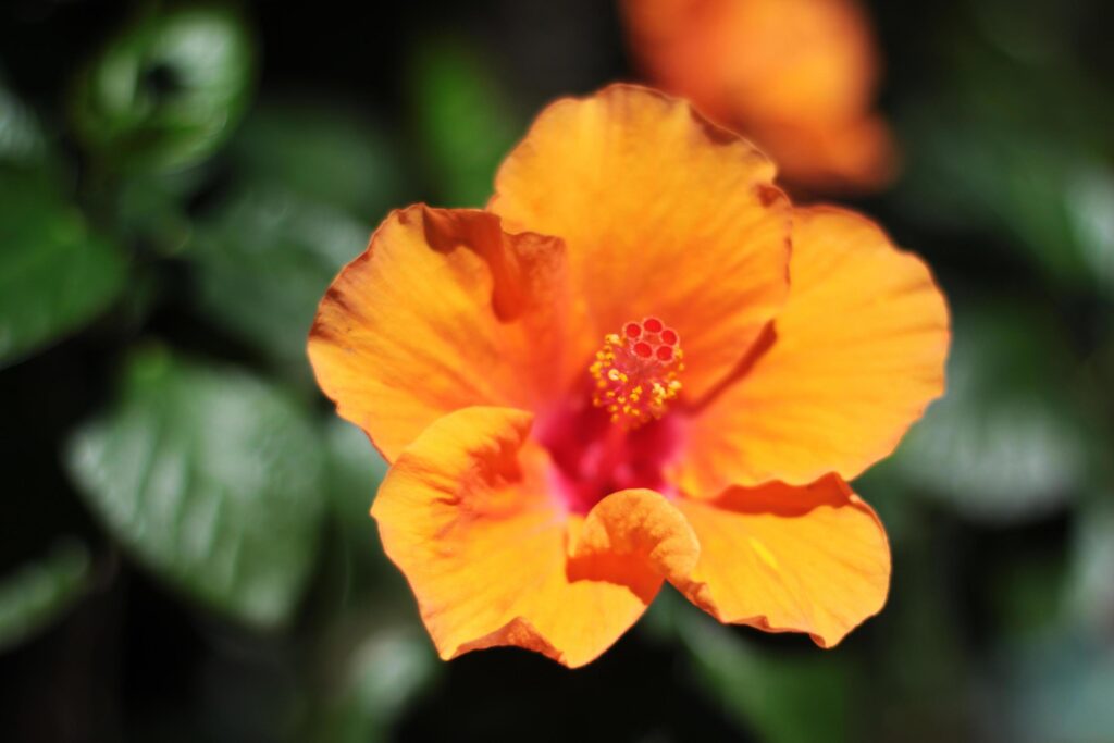 Blooming Hibiscus or Shoe Flower in natural sunlight Stock Free