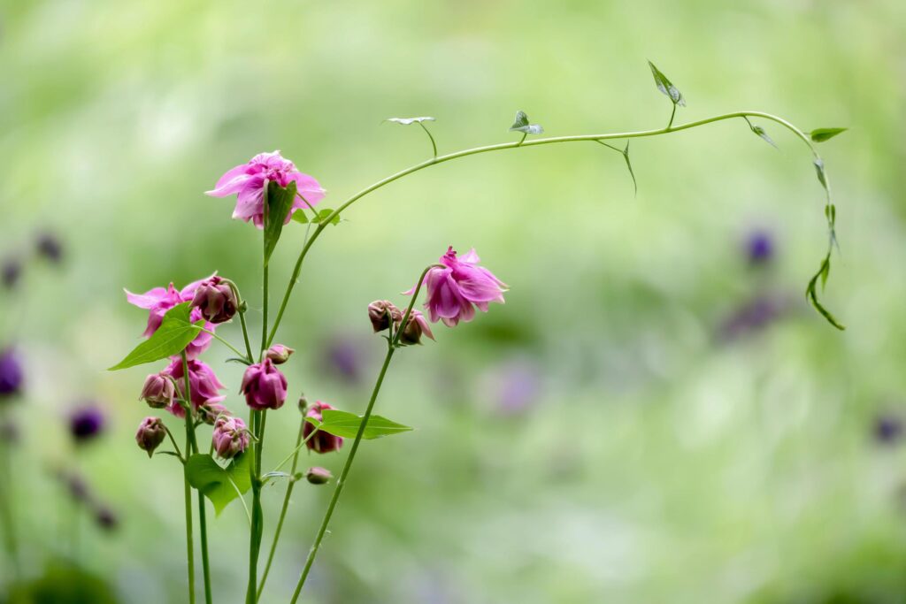 Double Flower of a Pink Columbine Stock Free