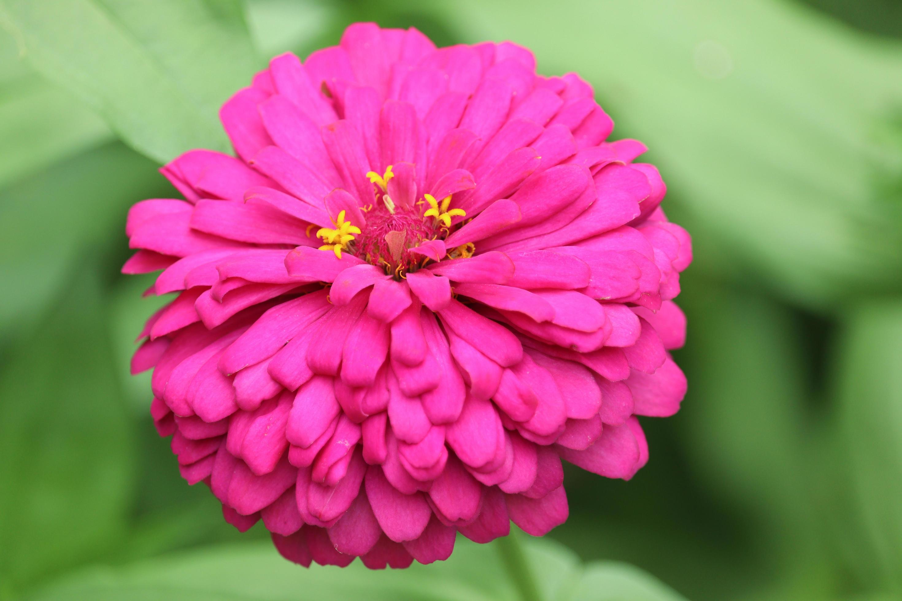 Beautiful bright purple pink zinnia blooming in summer flower field garden. Stock Free