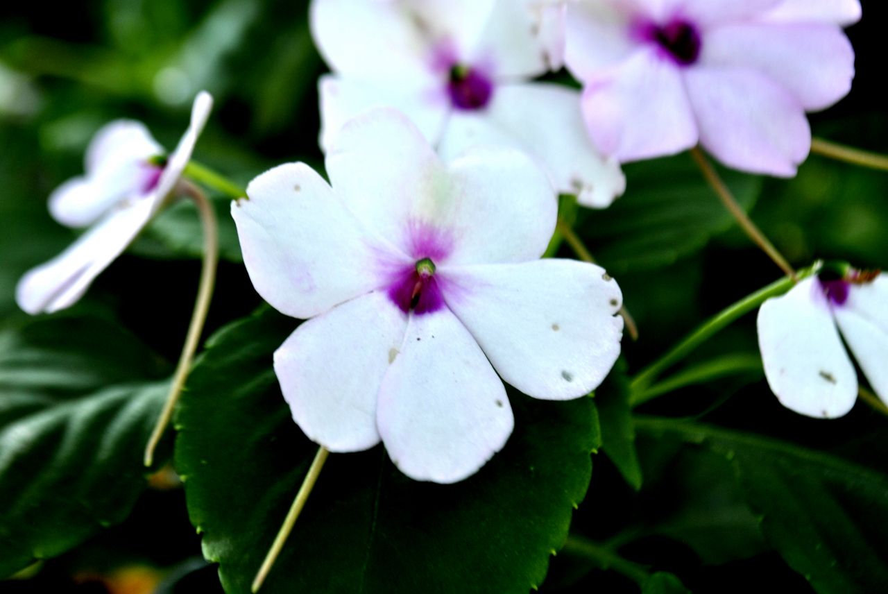 White Purple Flower Stock Free