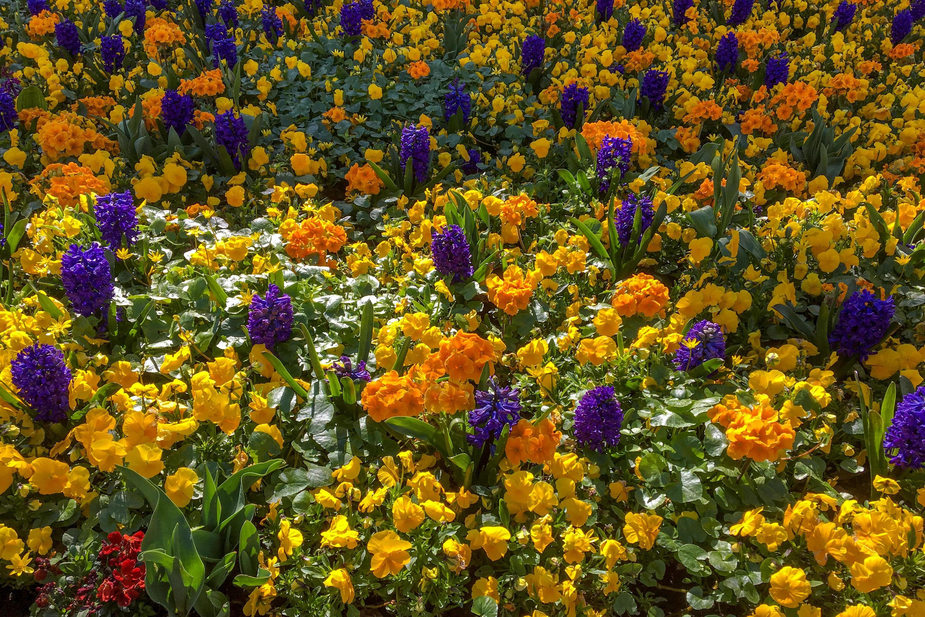 Colourful Bed of Flowers in East Grinstead Stock Free