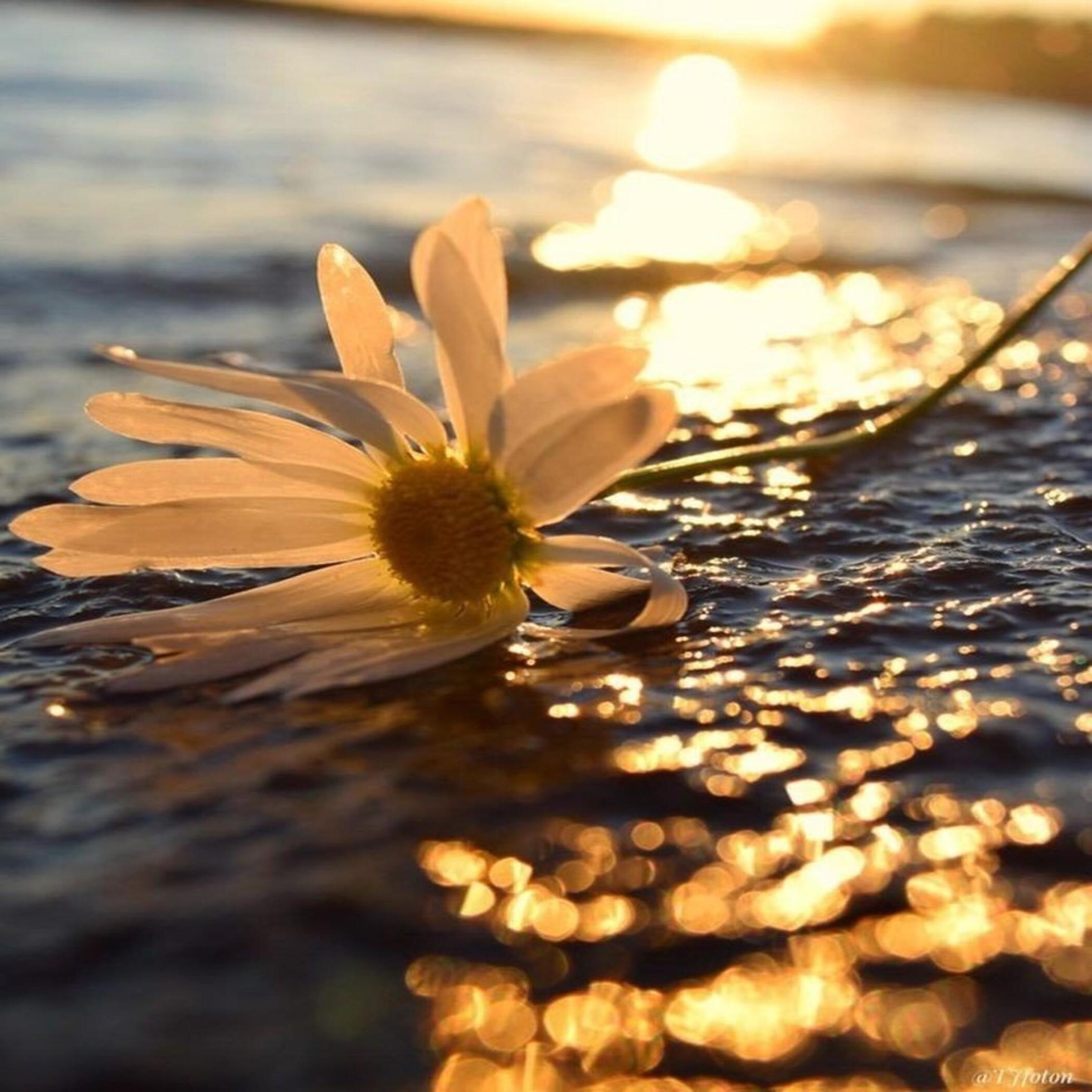 Flower on water Stock Free