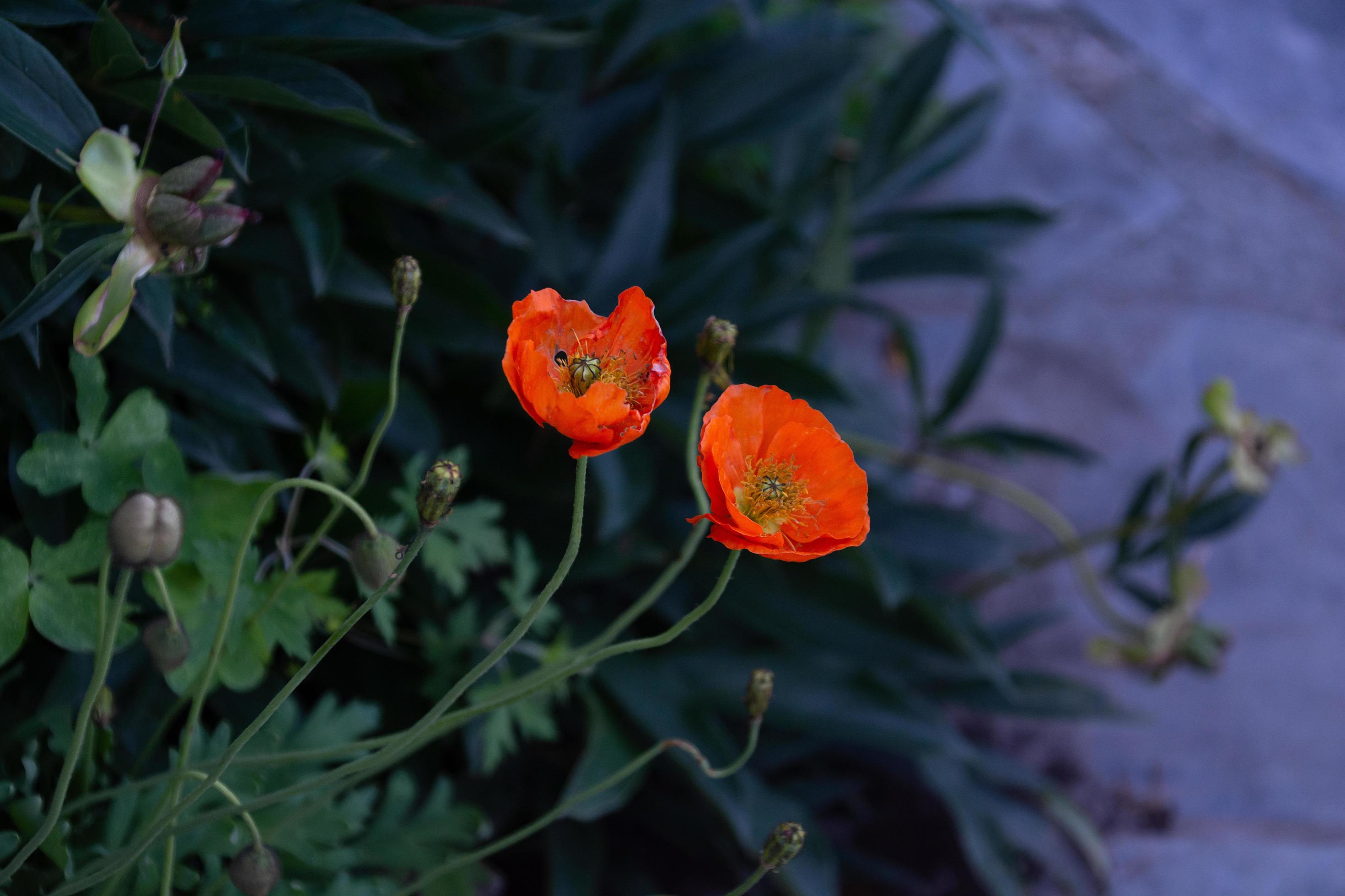 bright orange flowers in the garden Stock Free