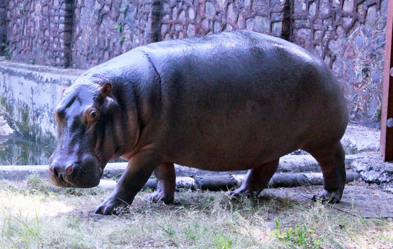 Hippo In Zoo Stock Free