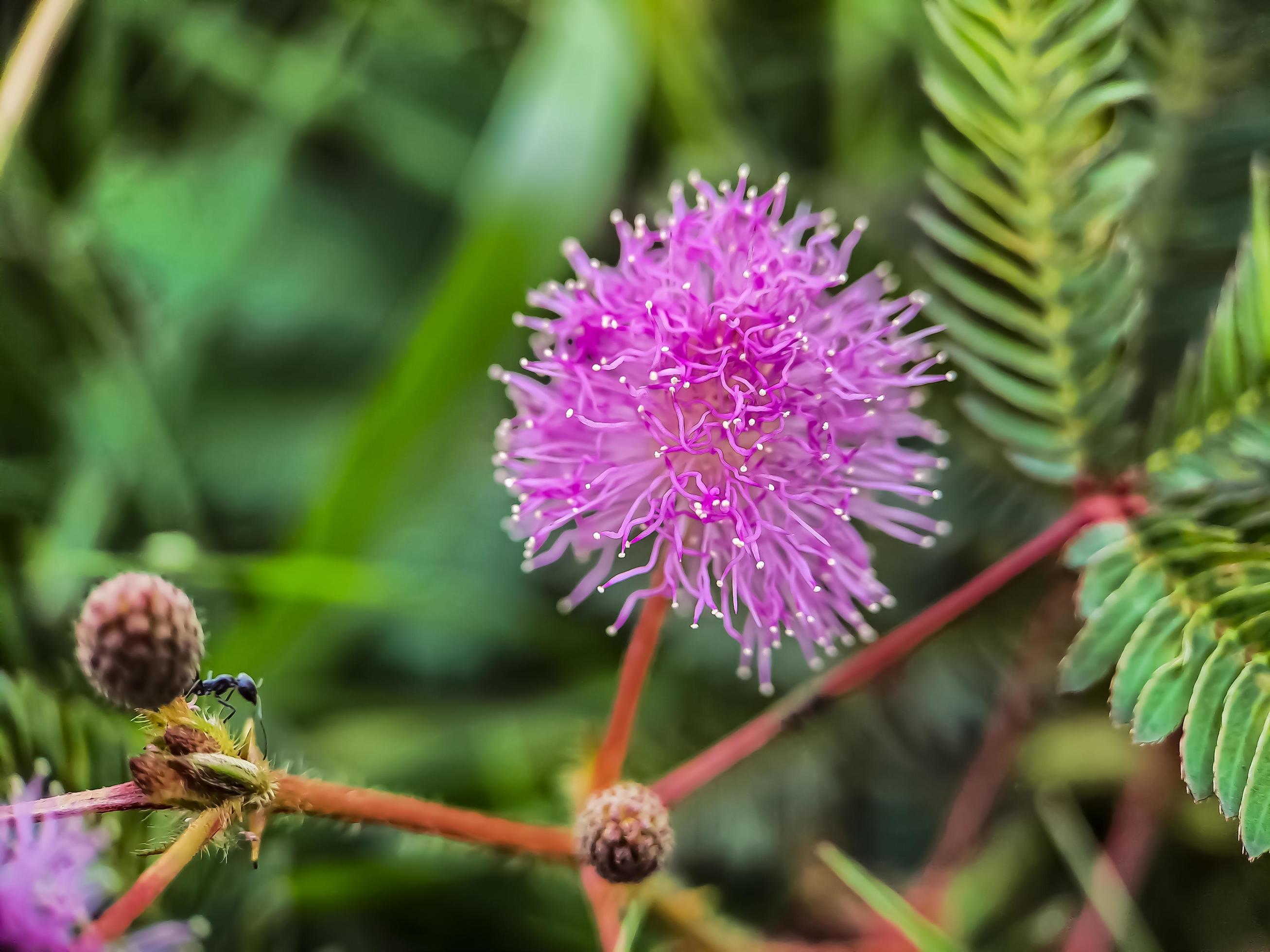 Mimosa strigillosa is a member of the original and perennial pea family, the Fabaceae family Stock Free