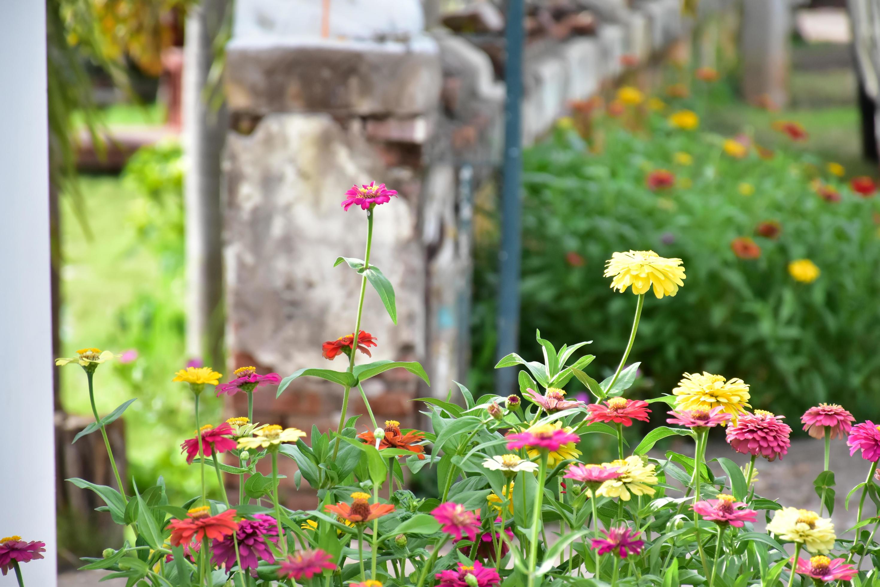 Zinnia flower growing in flower bed near home, Stock Free