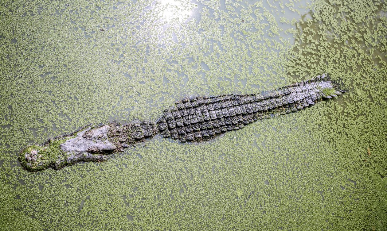 Alligator Stock Free