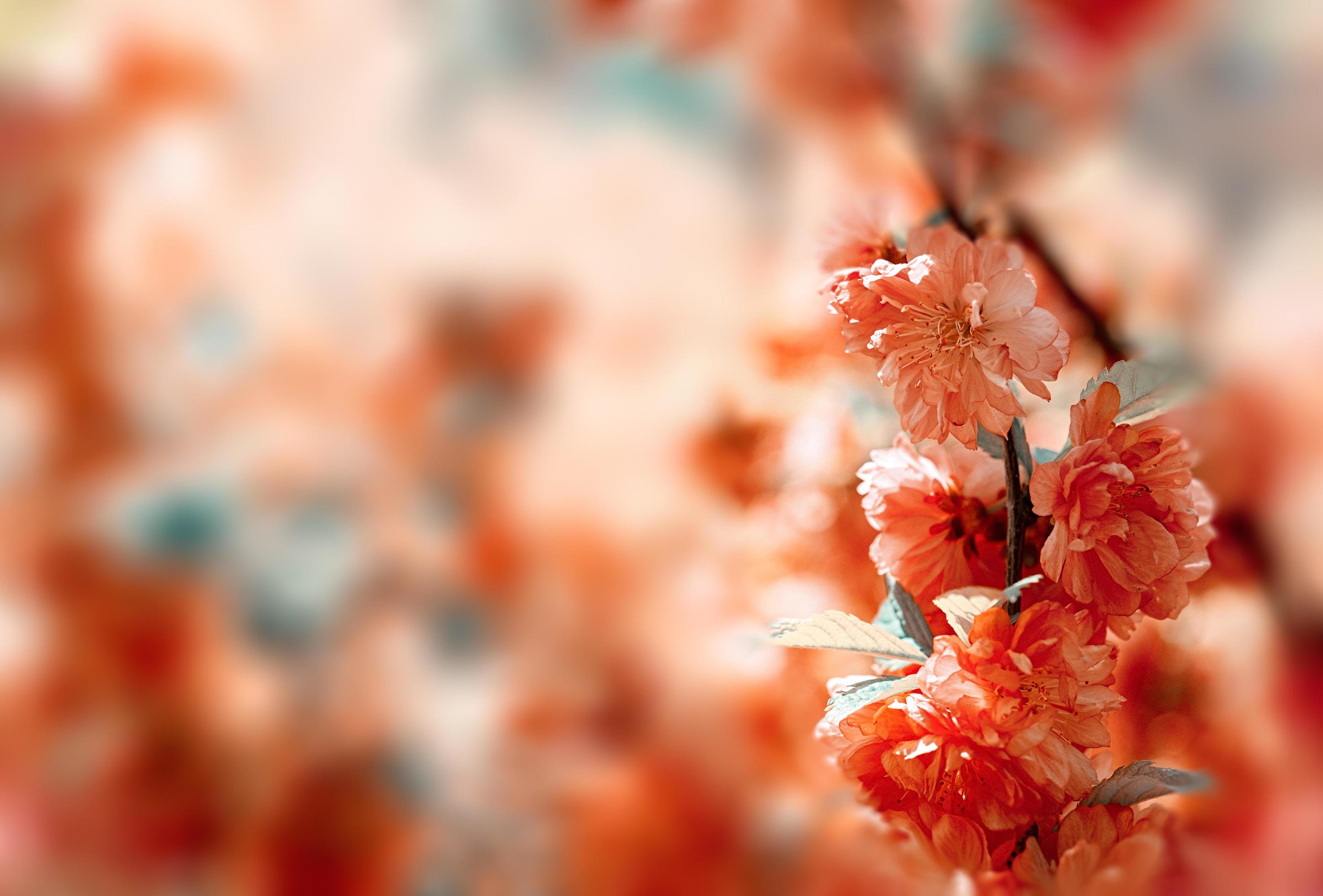 Beautiful floral pink background of sakura flowers Stock Free