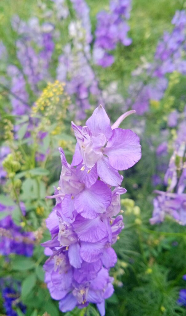 purple flower closeup photo Stock Free