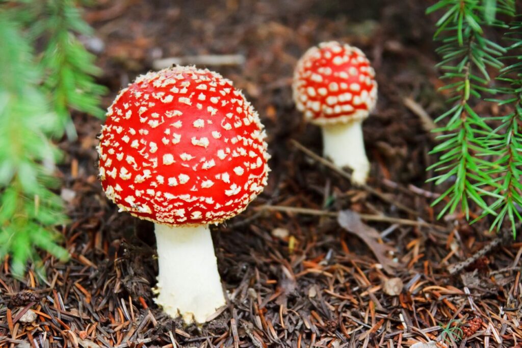 Amanita muscaria Stock Free