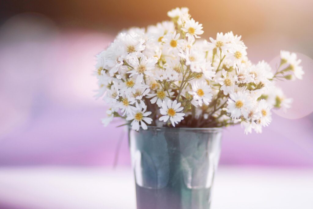 Blooming chamomile flowers in a Aluminum pot with warm sunlight decoration in the garden. Wedding outdoor Stock Free