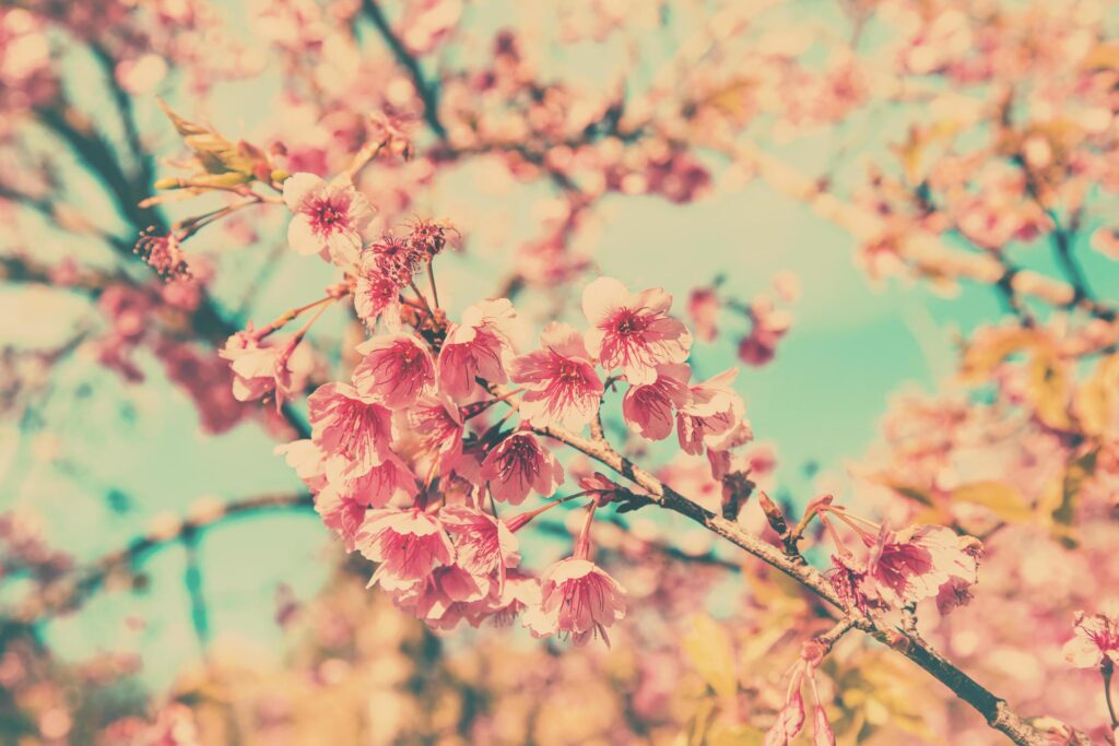 cherry blossom vintage and sotf light for natural background Stock Free