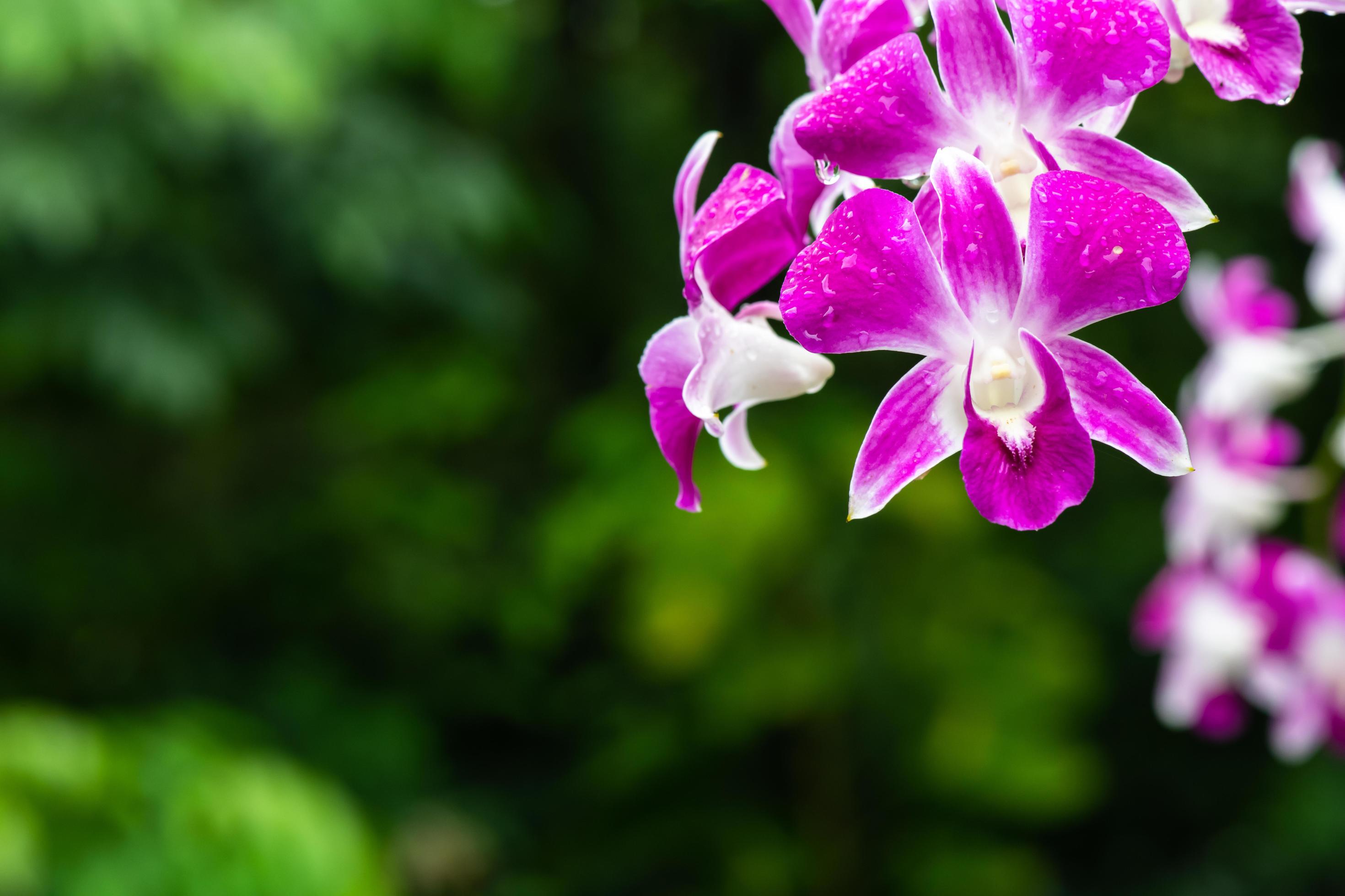 Purple fresh Orchids flowers in garden Stock Free