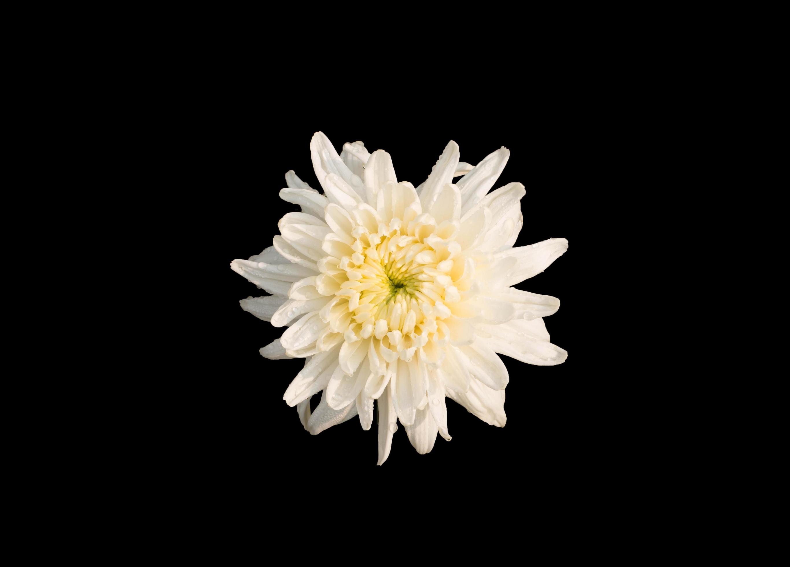 isolated white chrysanthemum flower Stock Free