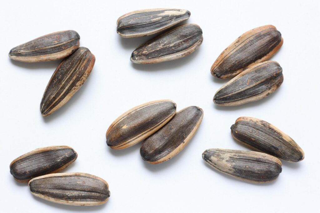 Sunflower seeds isolated on white background Stock Free