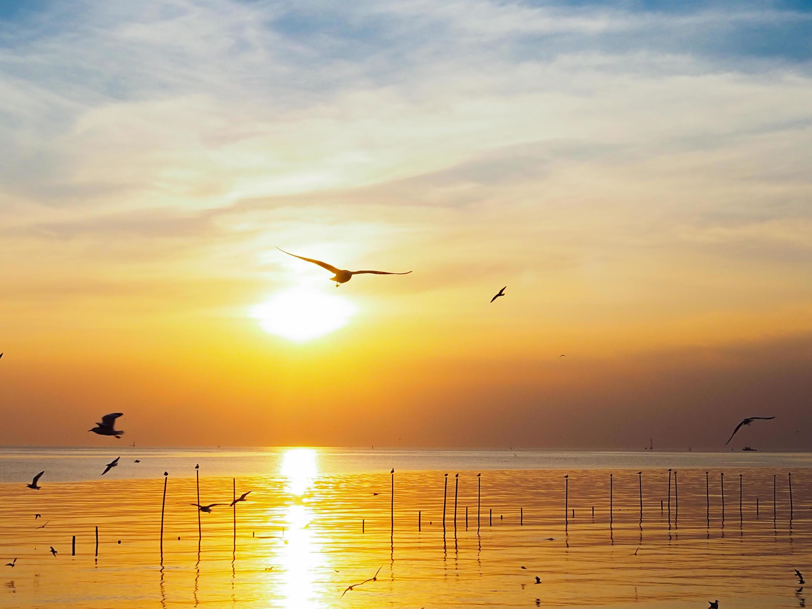 Flock of birds flies above the sea surface. Bird flying back to nest in natural sea and golden sky background during beautiful sunset. Stock Free