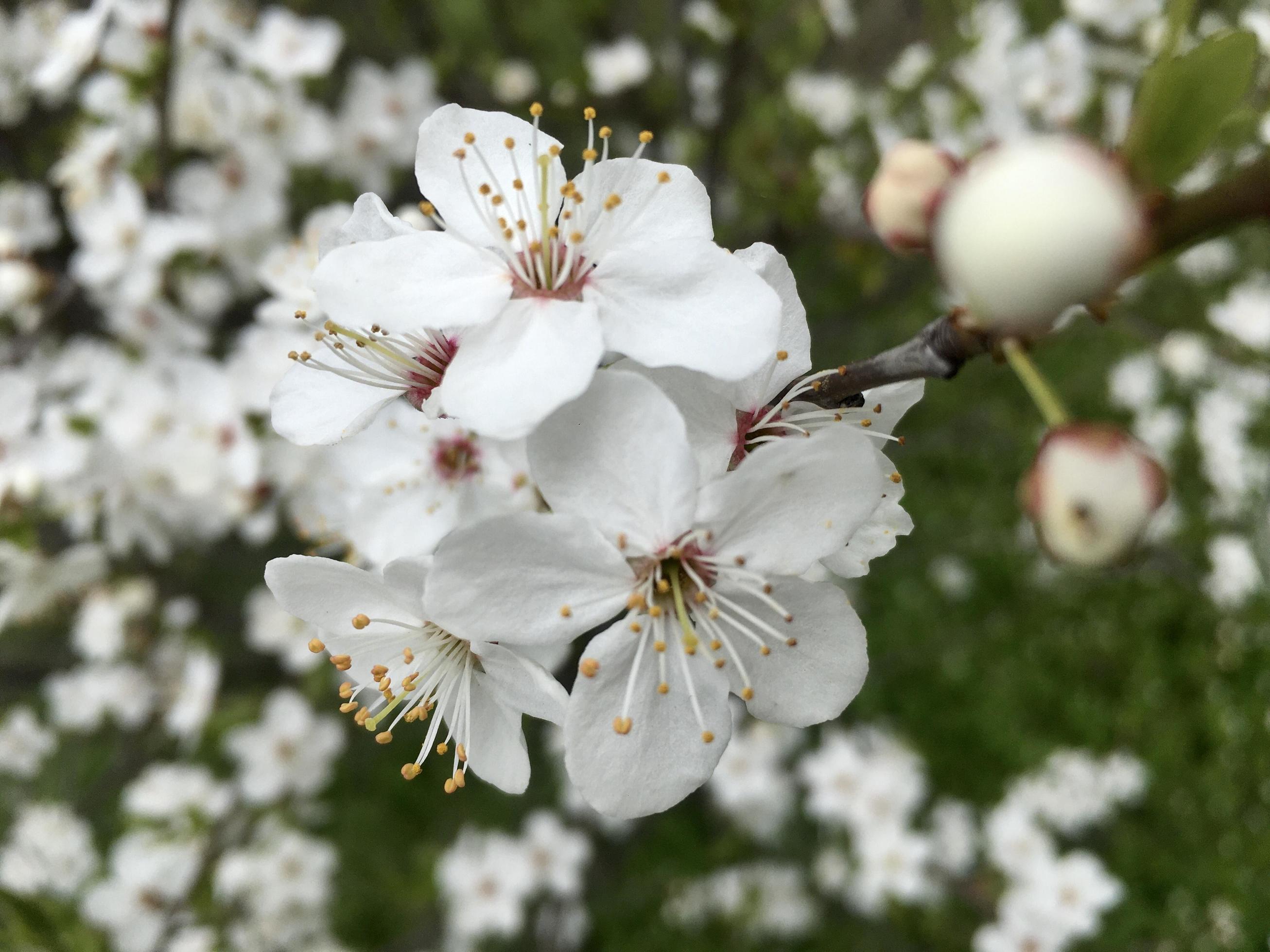 Spring – blossoming tree, with more flowers in background Stock Free