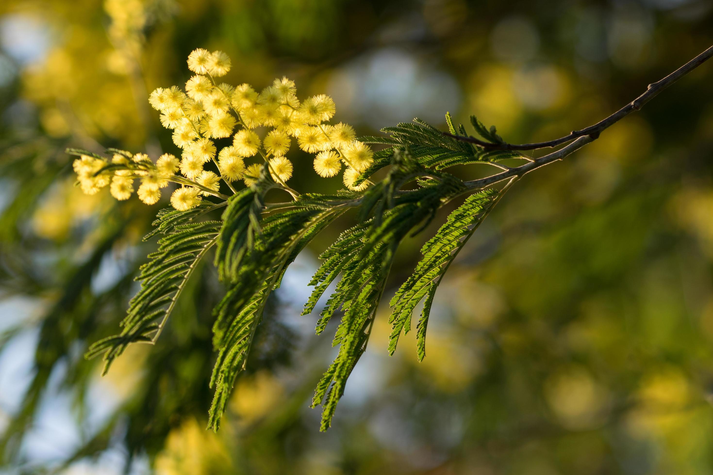 Yellow flowers on an acacia dealbata, or silver wattle, or blue wattle or mimosa Stock Free