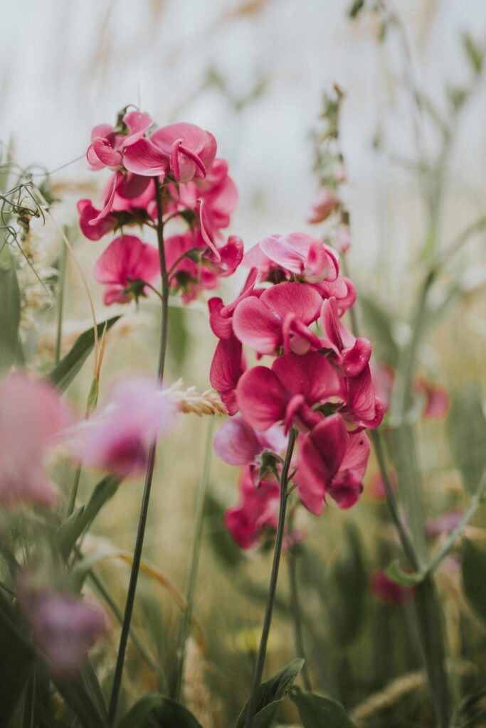 Selective focus flower photography Stock Free