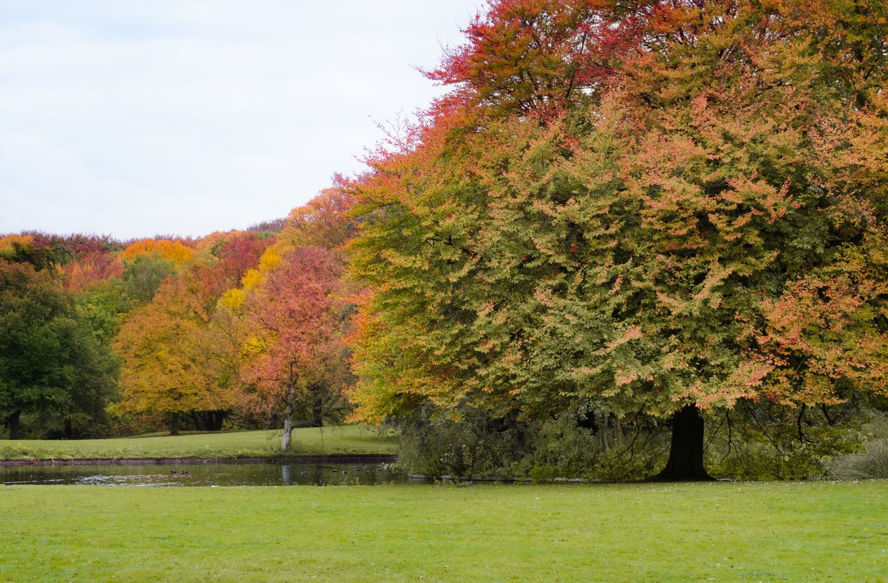 Autumn in the park Stock Free