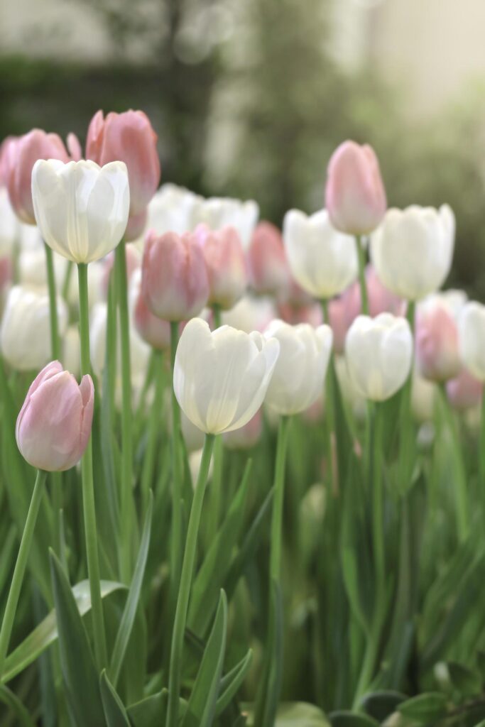 Pinkand white tulip flower blooming in the spring garden, soft selective focus Stock Free